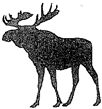 Solid Moose Design