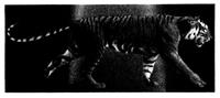 A tiger walking on a black surface

AI-generated content may be incorrect.