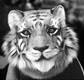 A close-up of a tiger

AI-generated content may be incorrect.