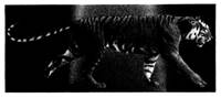 A tiger walking on a black surface

AI-generated content may be incorrect.
