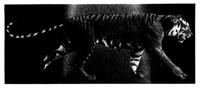 A tiger walking on a black surface

AI-generated content may be incorrect.